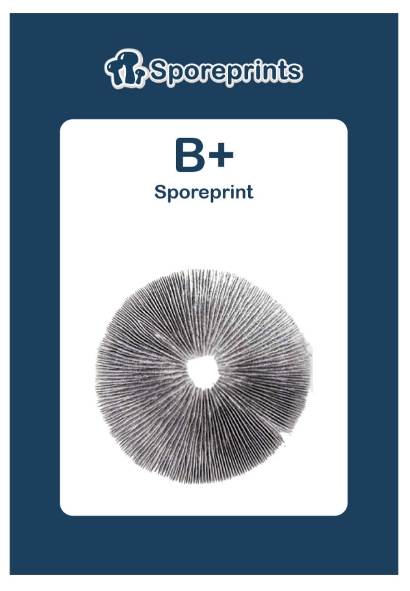 2015053-b plus sporeprint 2015053-b plus sporeprint