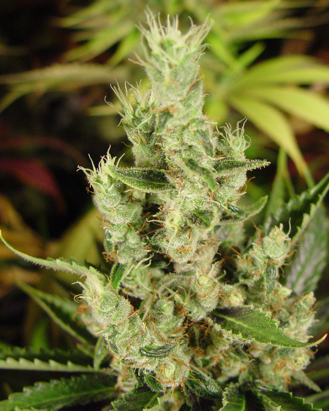 amnesia-haze-foxtails-2
